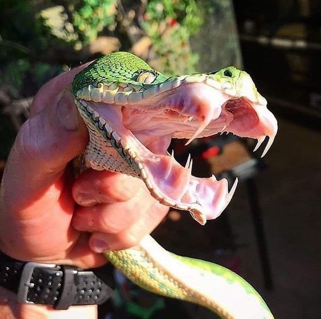 Белогубый полоз