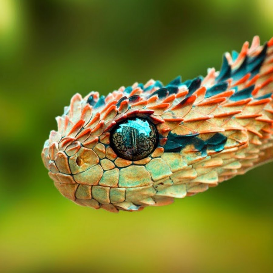 Кустарниковая гадюка (Atheris