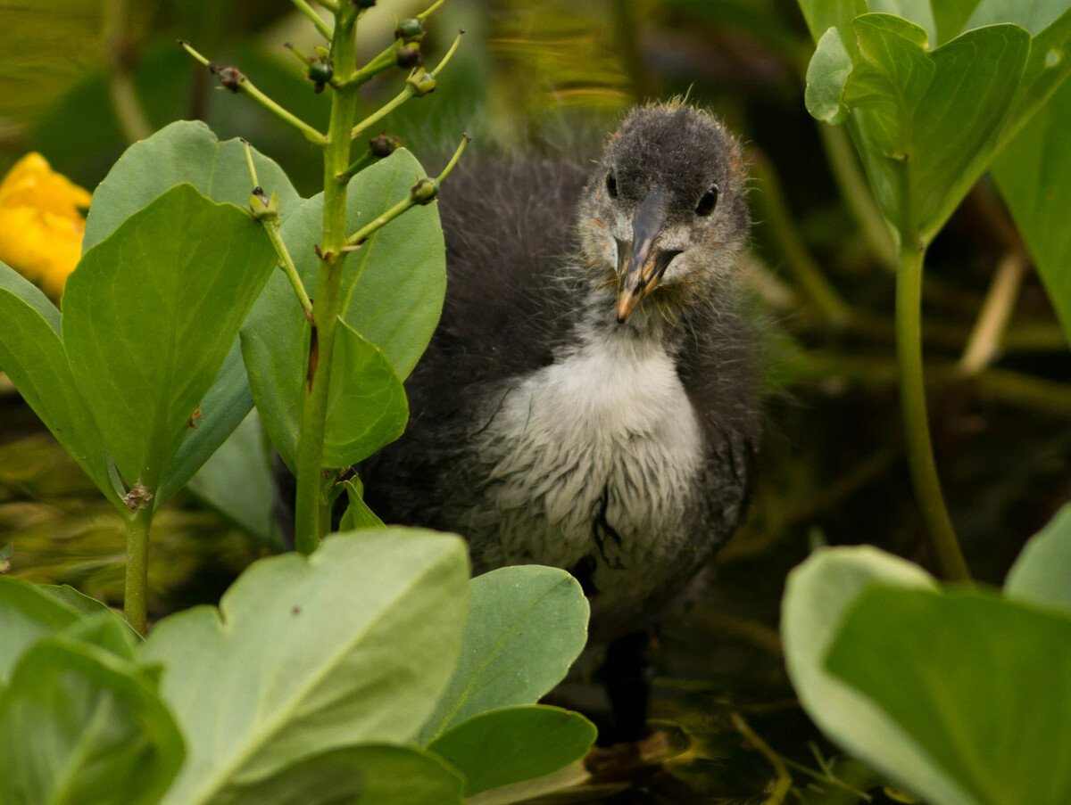 Птенец галки