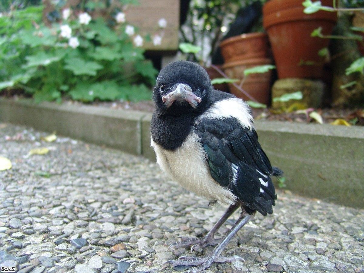 Сорока обыкновенная птенец