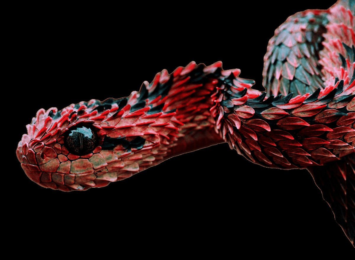 Древесная Африканская гадюка