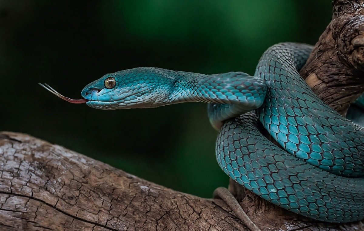 Голубая куфия змея