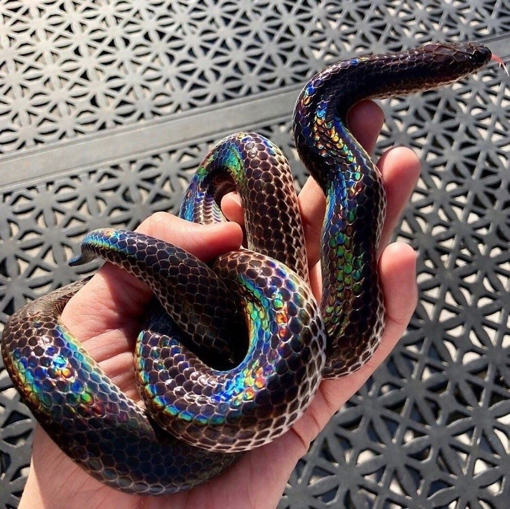 Аниме колючая кустарниковая гадюка