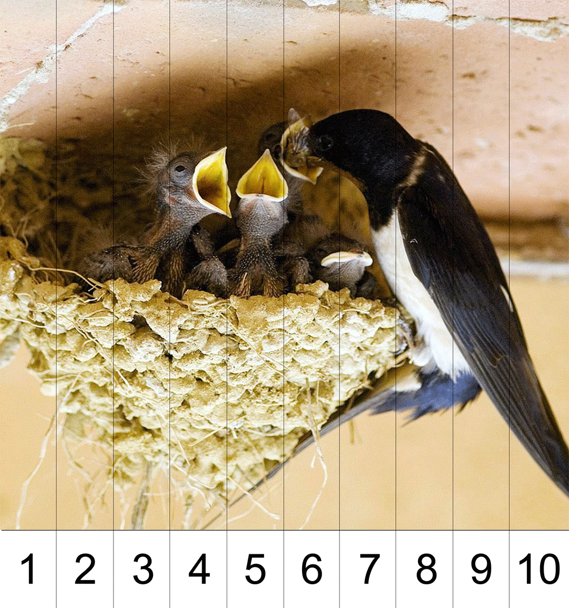 Птенцы деревенской ласточки