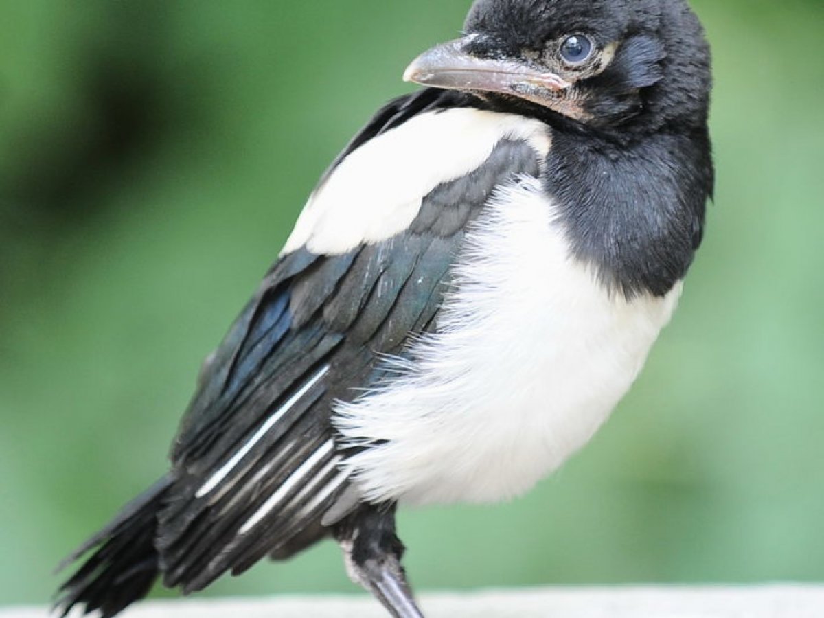 Сорочонок слеток