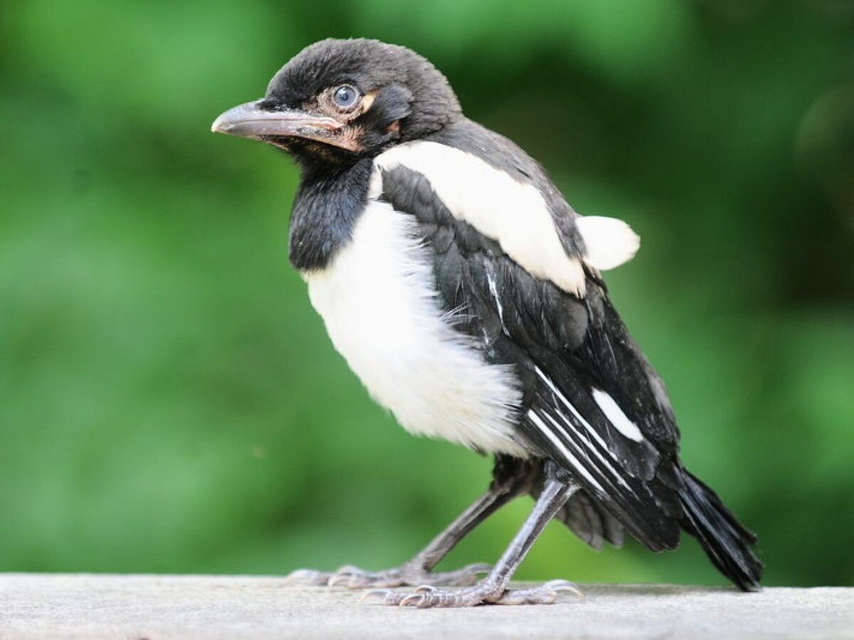 Маленький сороченок