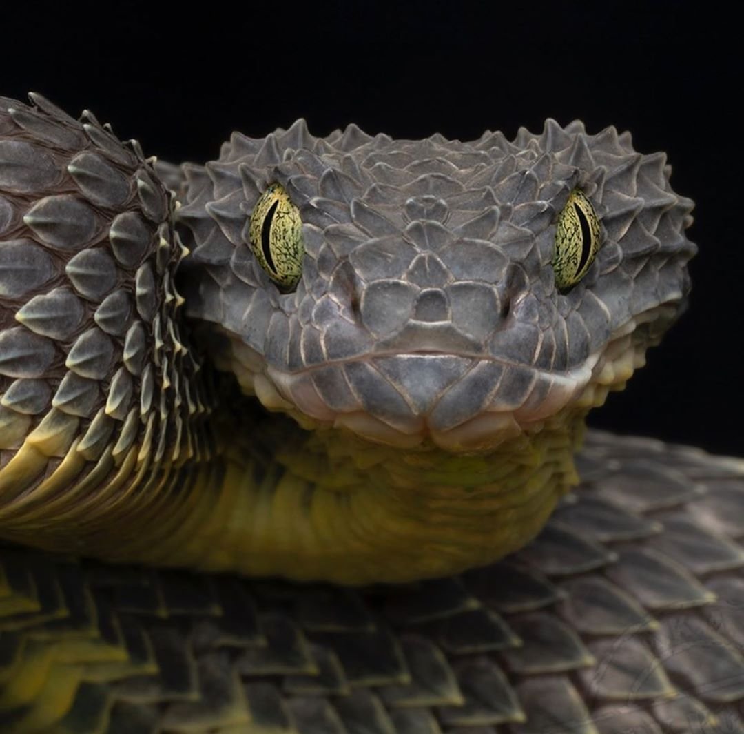 Древесная Африканская гадюка