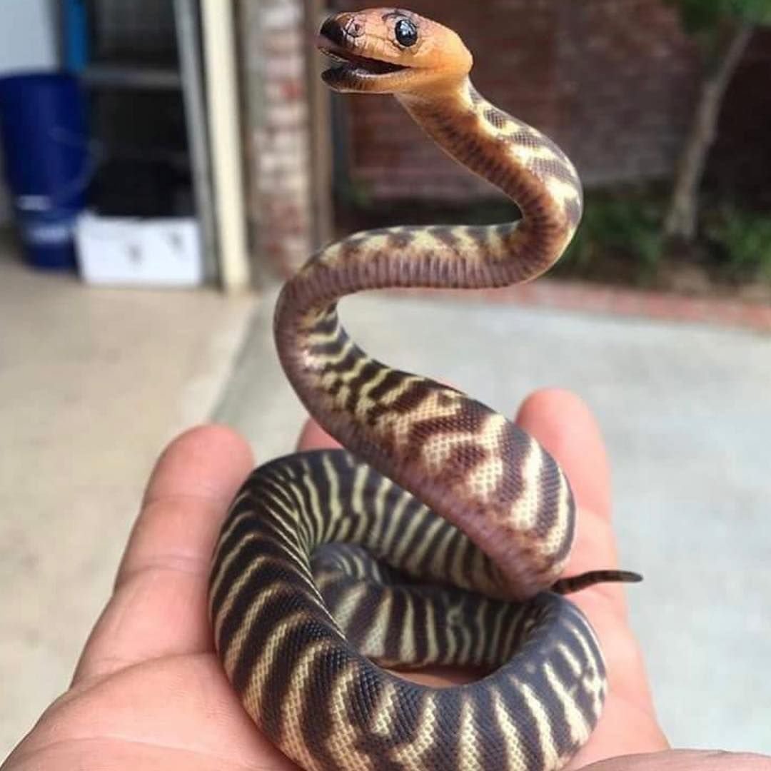 Африканский тигровый питон