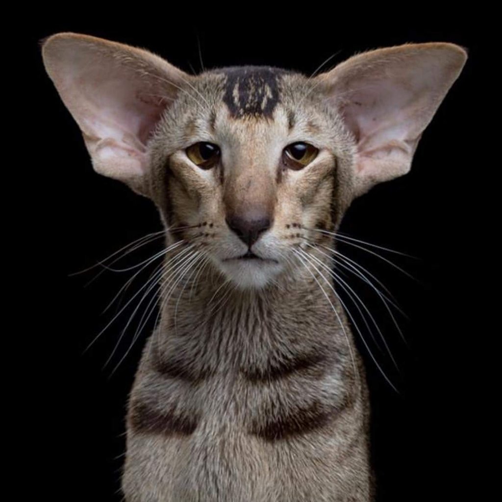 Лисичка фенек белая