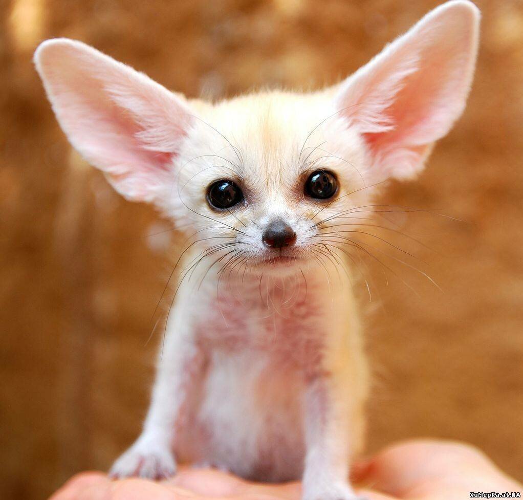 Фенек Лисичка миниатюрная