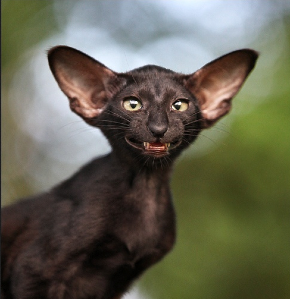 Ориентальная Гавана Браун