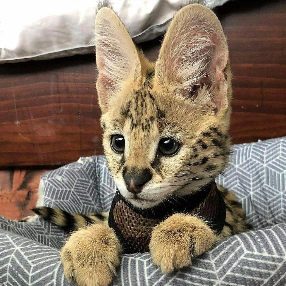 Кошка Ашера