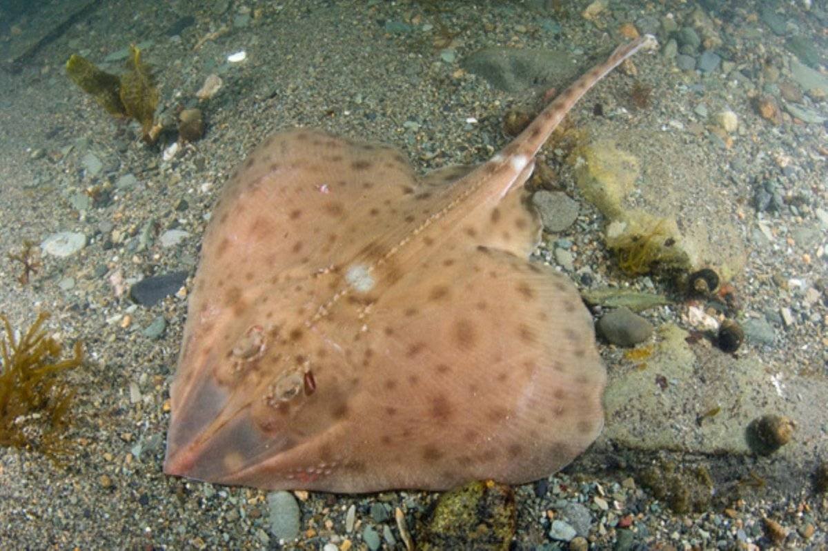 Скат кольчатый хвостокол