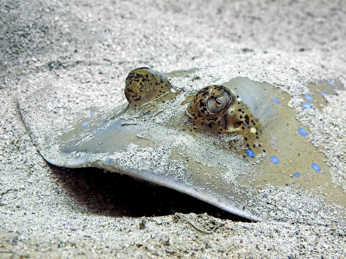 Скат хвостокол и морская лисица