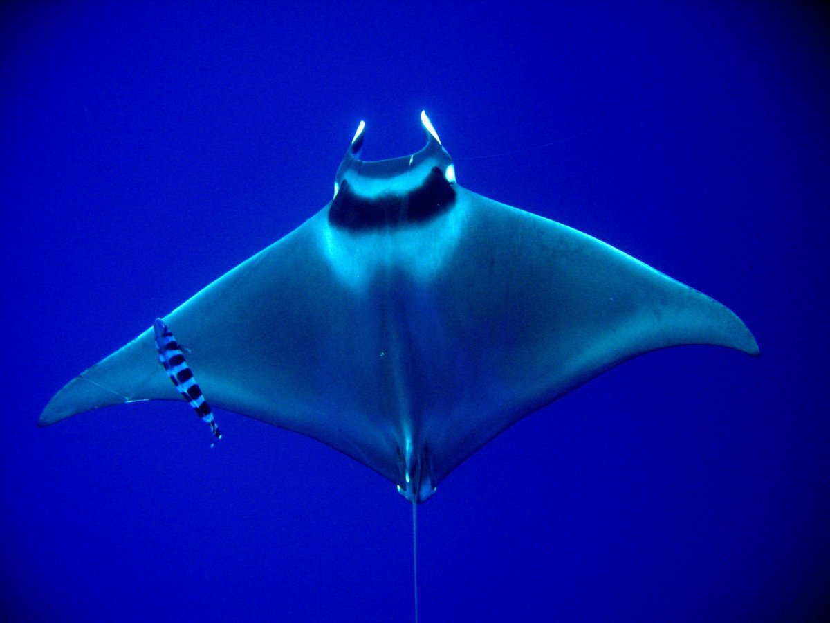 Чилийская Мобула