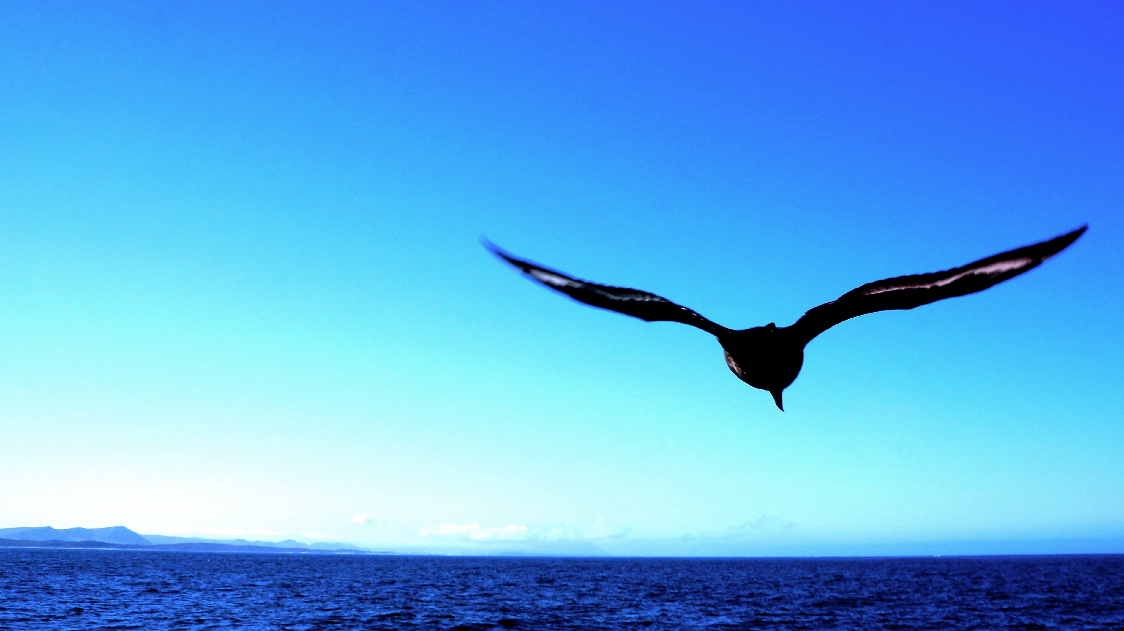 Птица улетающая вдаль. Птицы над морем. Полет птицы над морем. Птица в полете над морем. Чайки над морем.