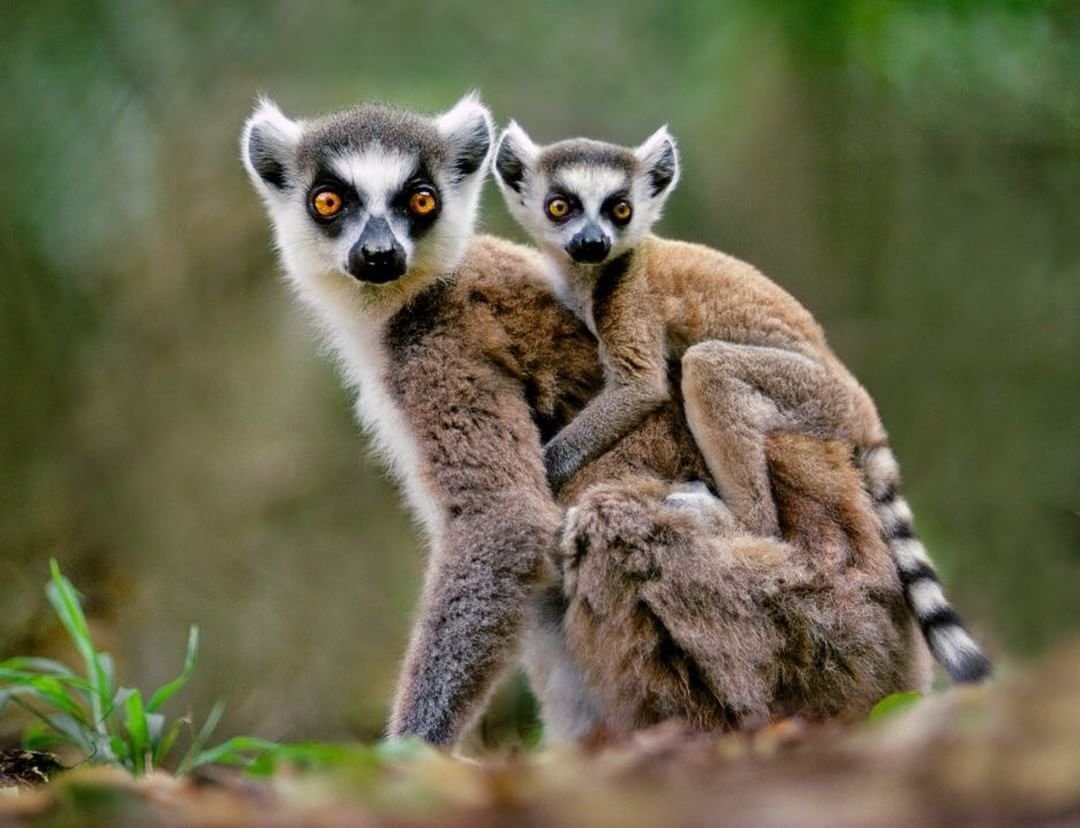 Мышиный лемур Лори