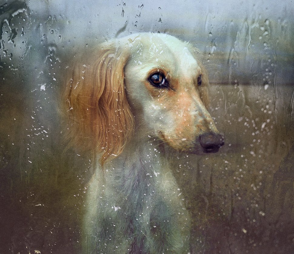 Грустные животные под дождем