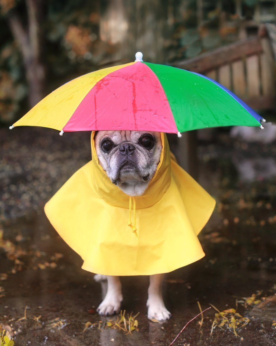 Собака под дождем