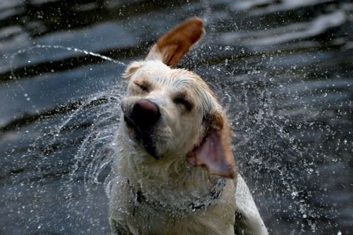 Немецкая овчарка в дождь
