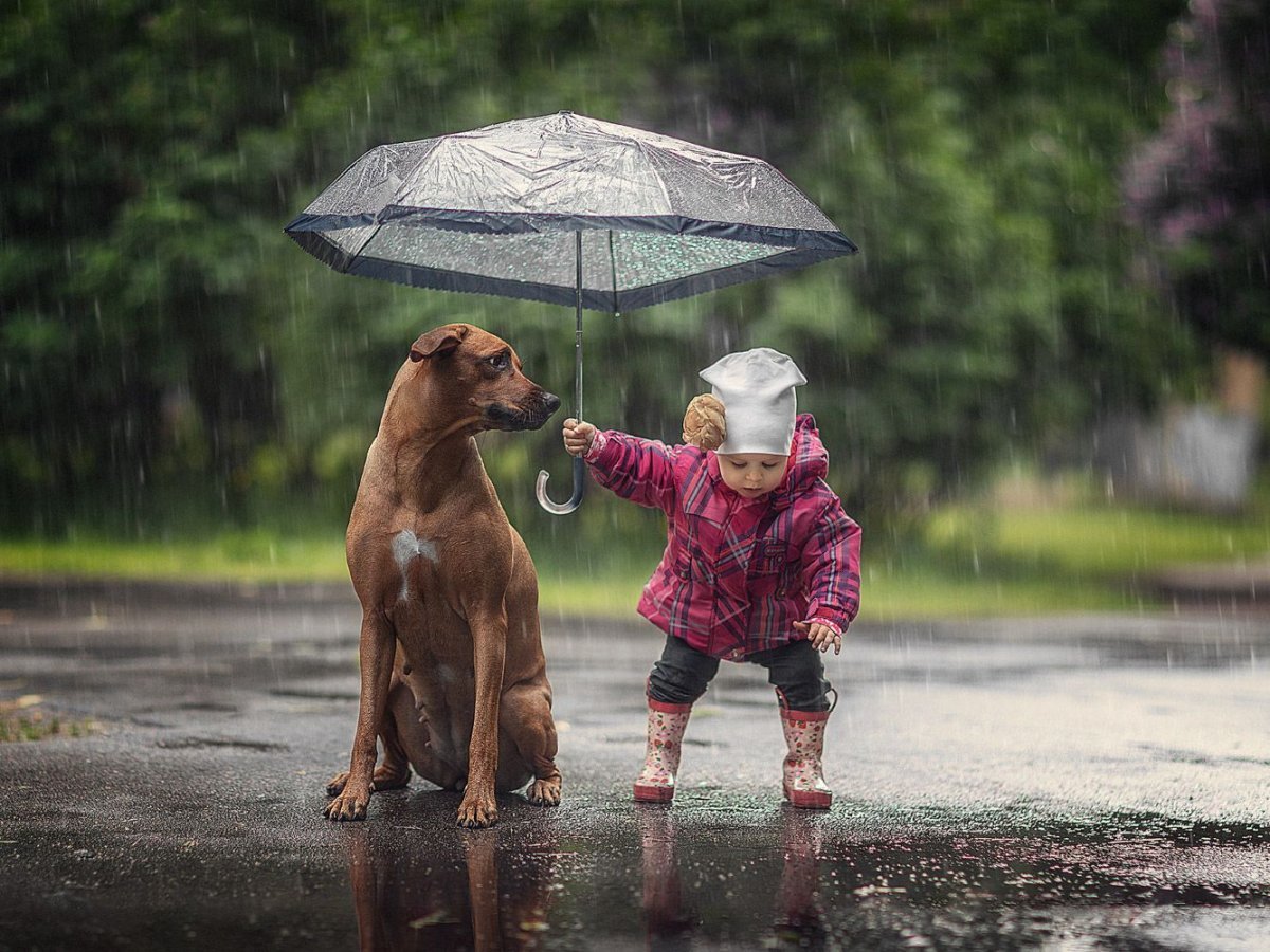 Бездомные животные