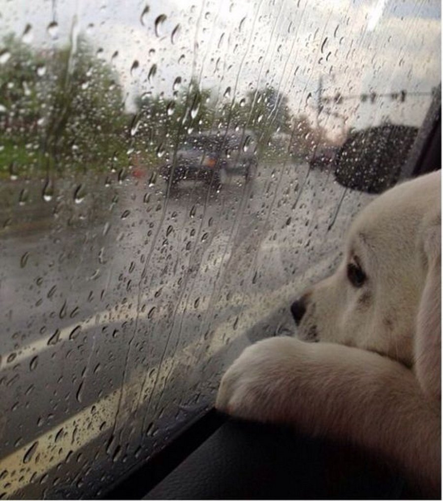 Мокрая аусси