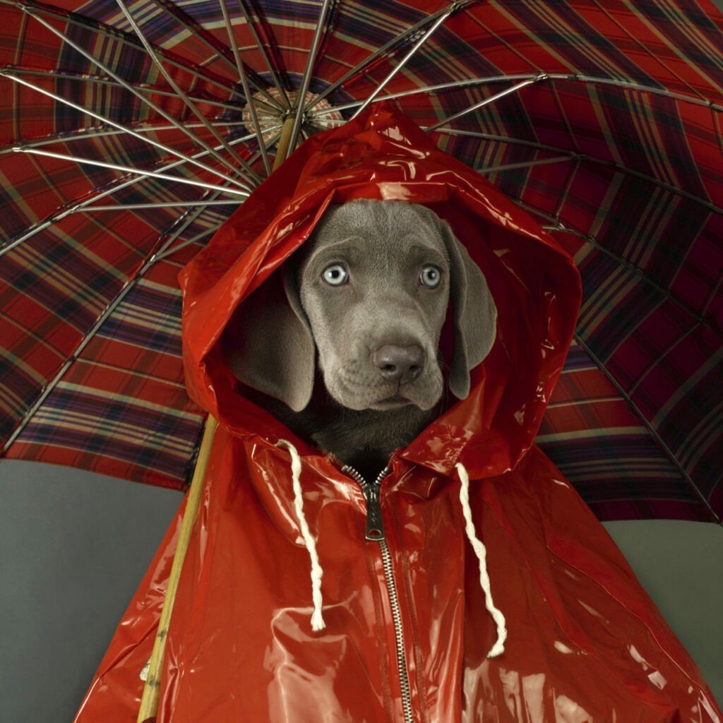 Бездомные животные