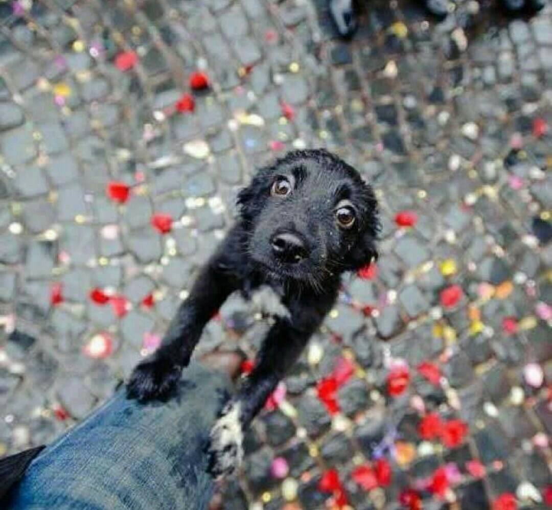 Пес под дождем