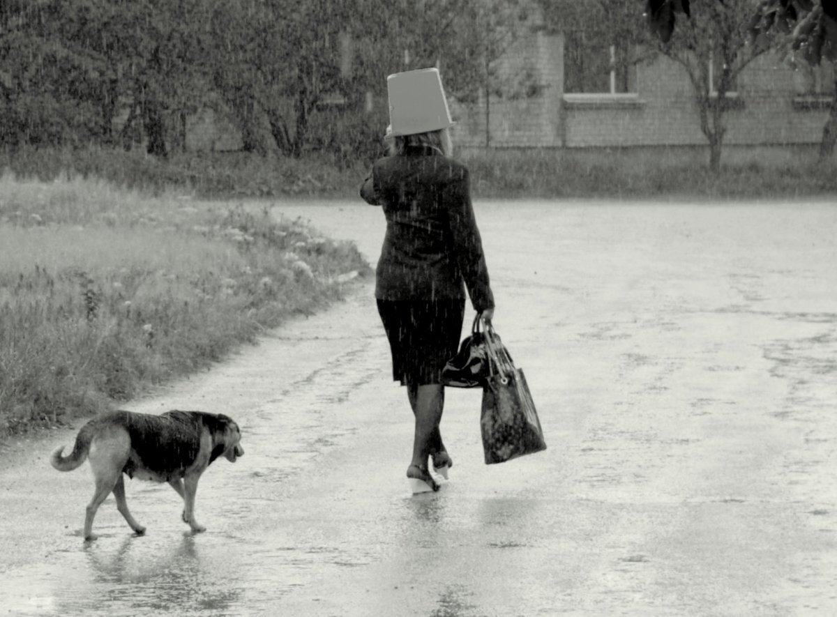 Дождевик для собаки.