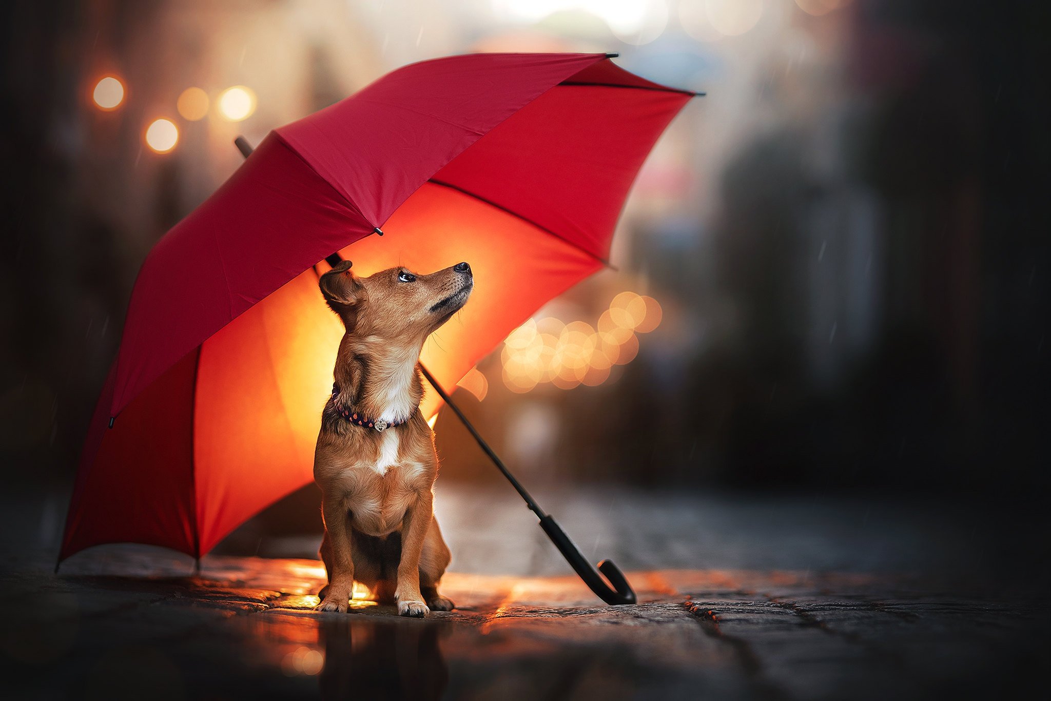 Rain animals. Собака под зонтом. Собака под дождем. Зонт для собак. Животное с зонтиком.