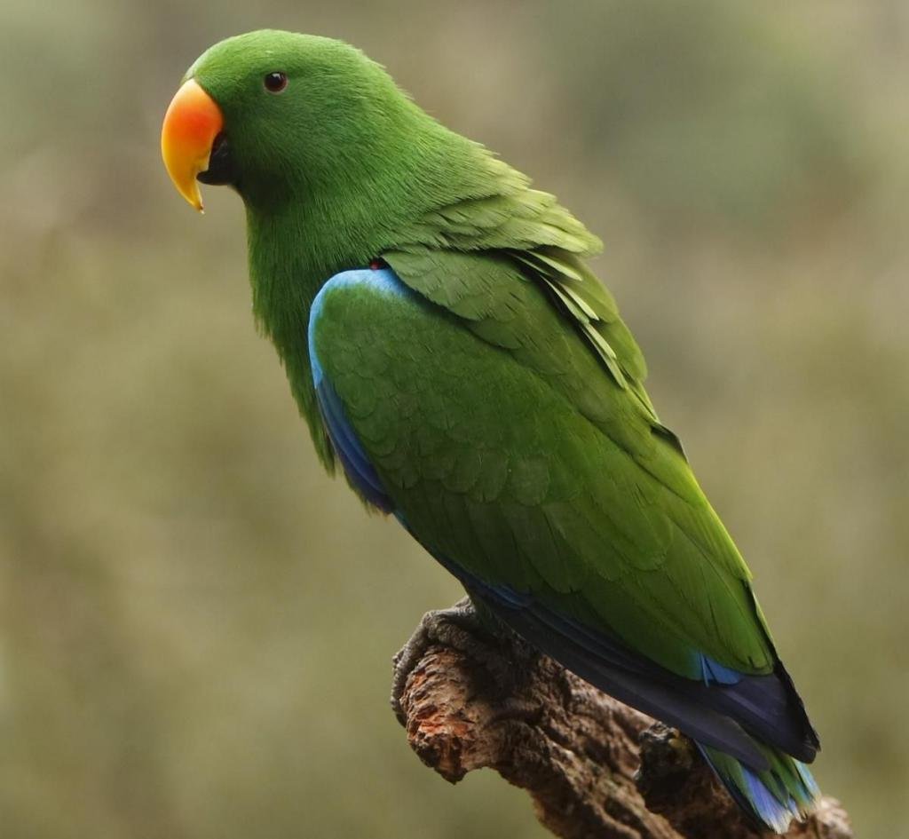 Попугай Эклектус зеленый