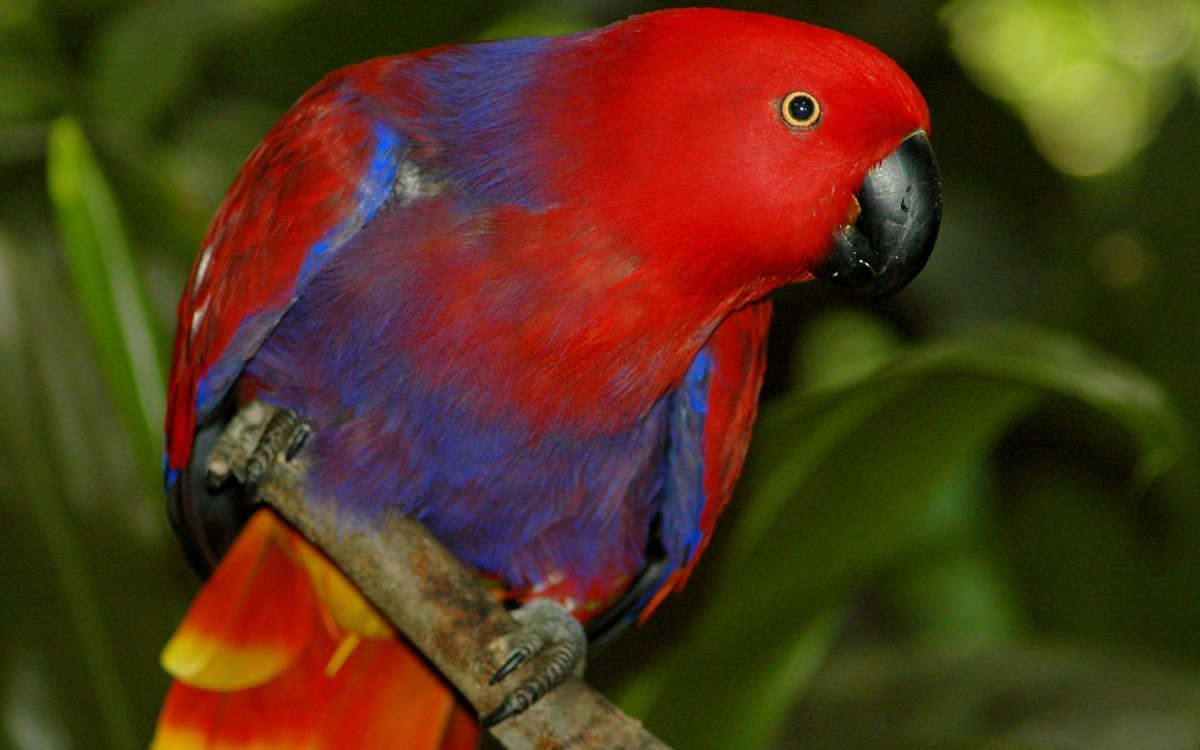 Эклектус самка