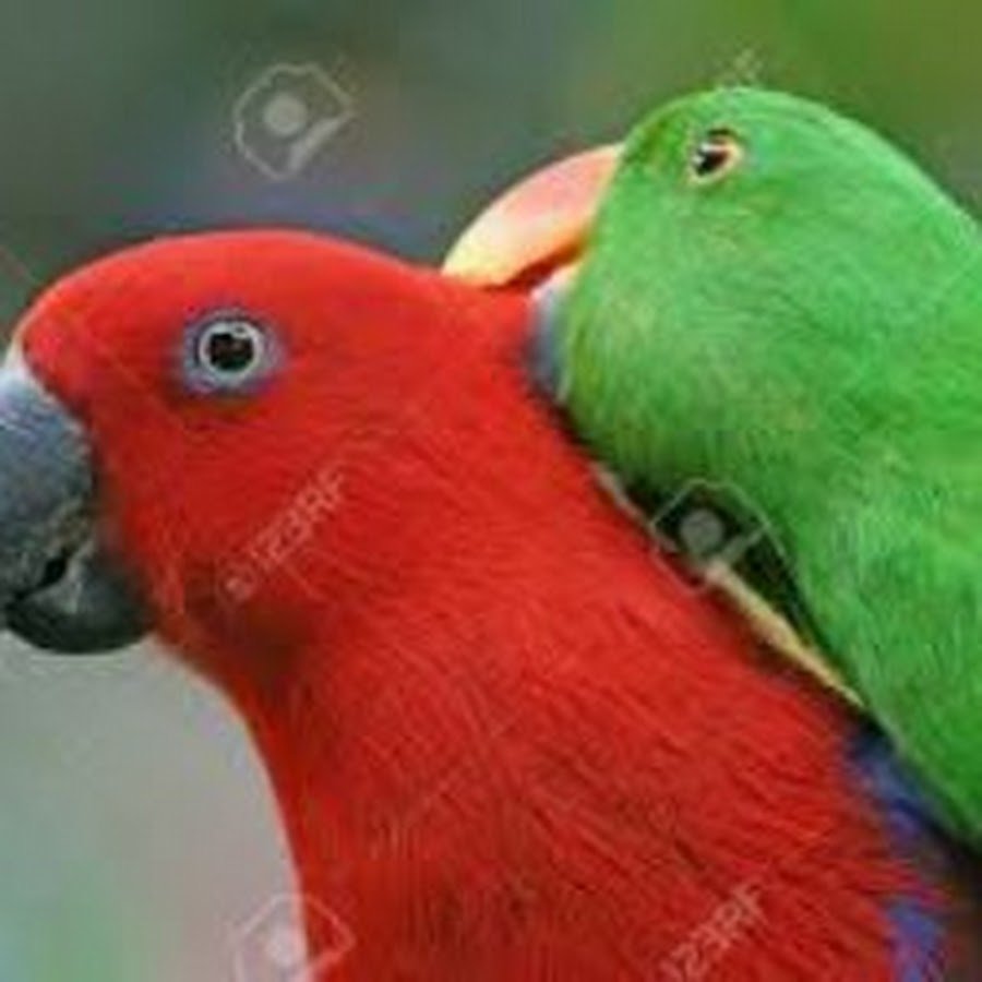 Эклектус попугай