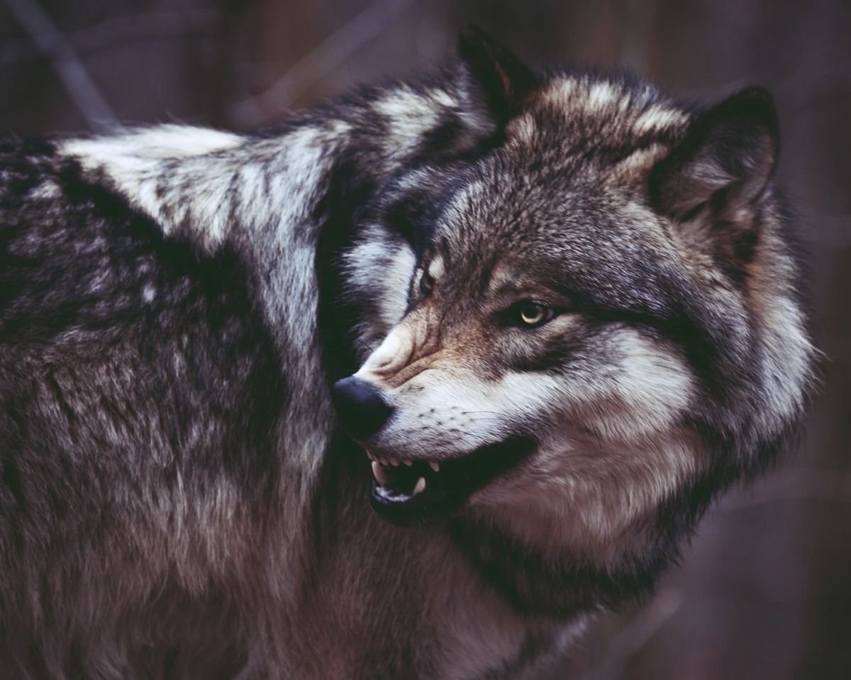 Волк морда скалится