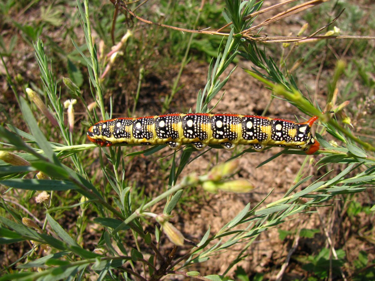 Ястребиный Бражник гусеница