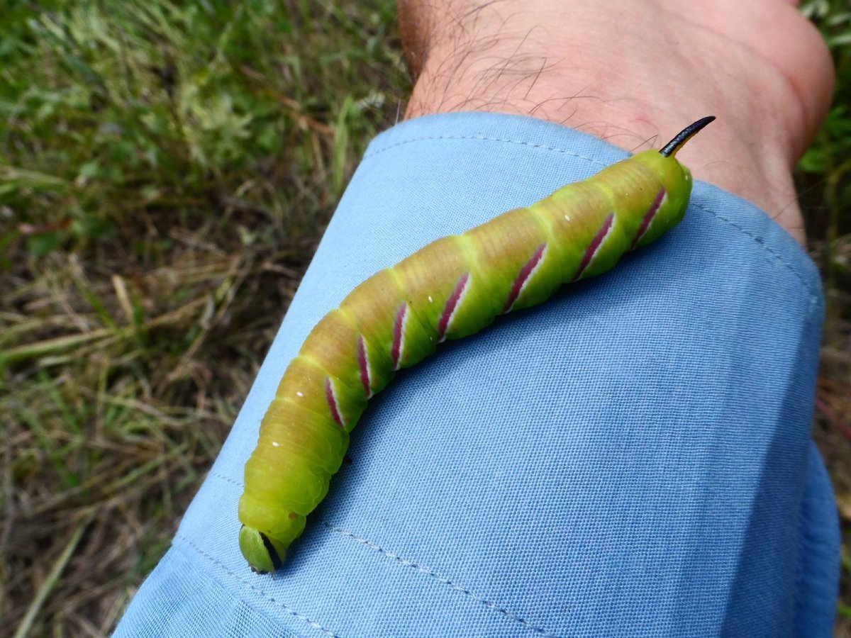 Бражник Сосновый личинка