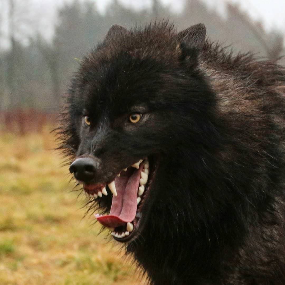 Картины Волков оскал