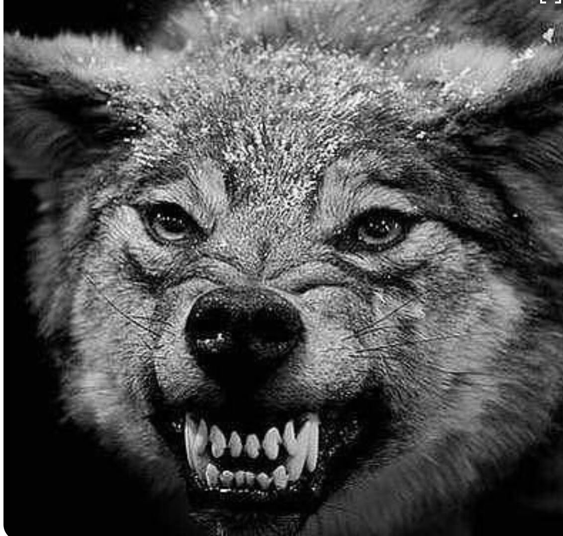 Морда злого волка