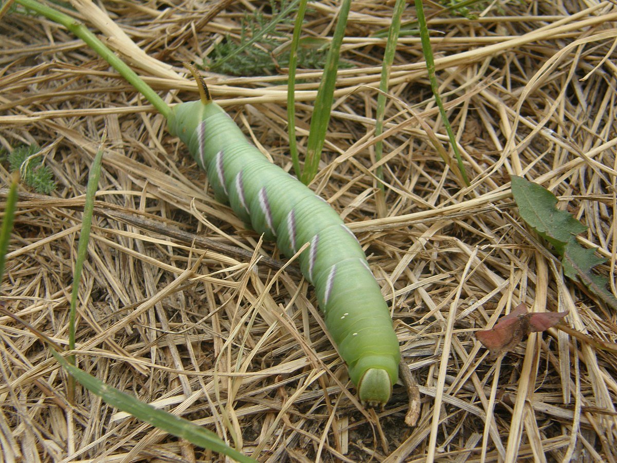 Махаон Бражник гусеница