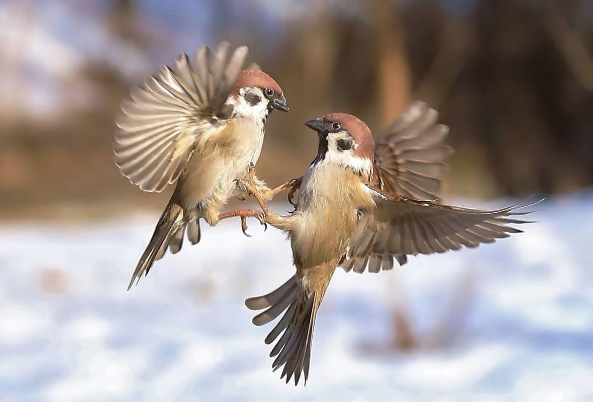 Красивый Воробей