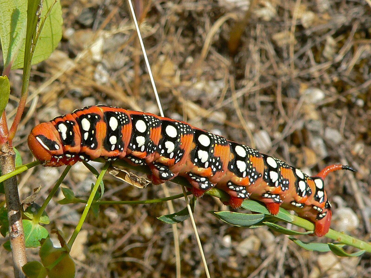 Гусеница Дубового БРАЖНИКА