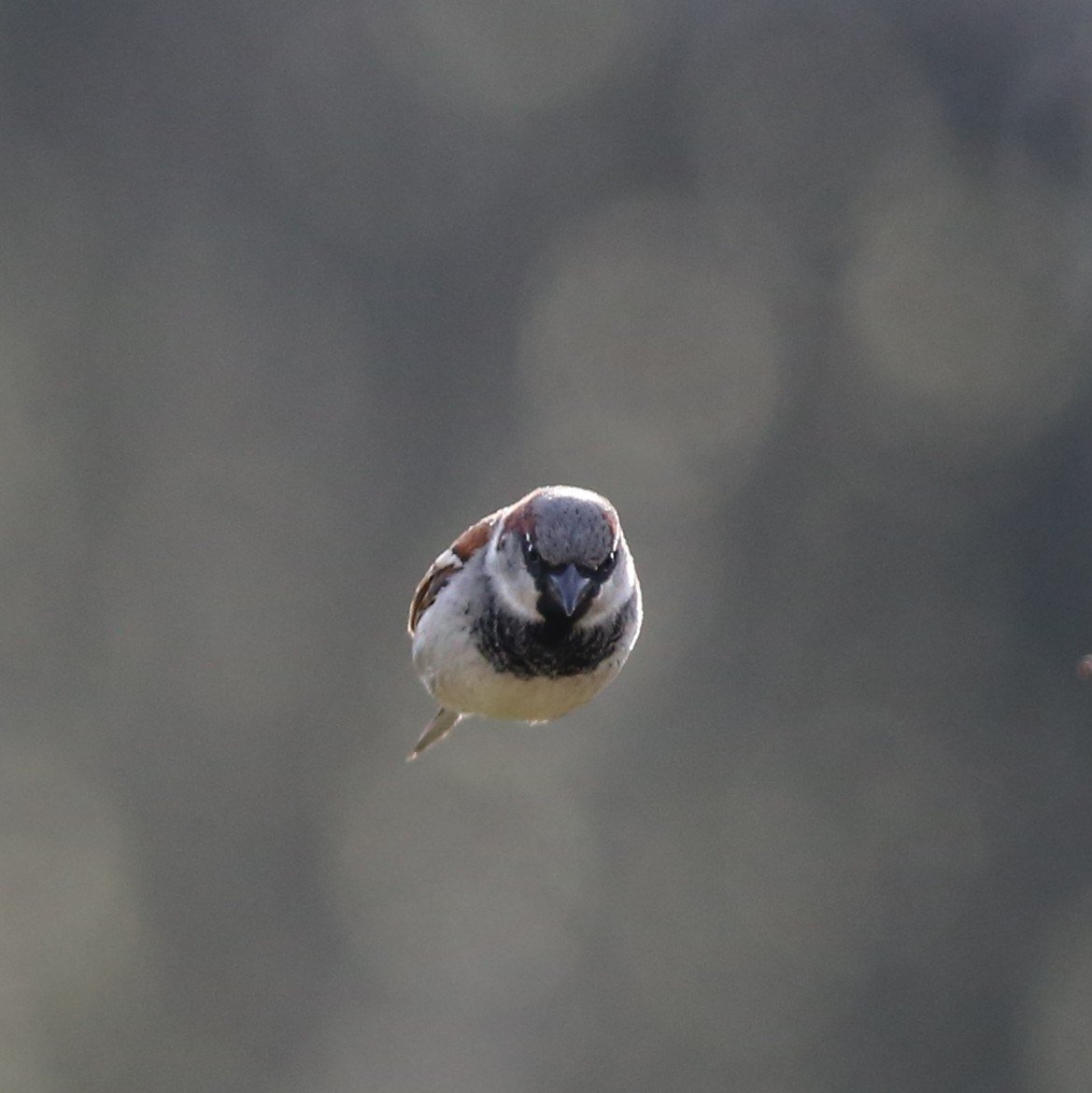 Воробей на ветке