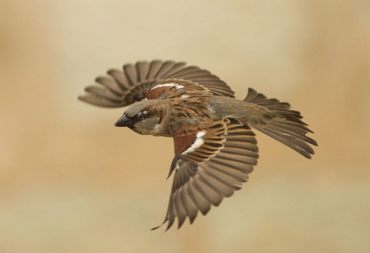 Домовый Воробей в полете