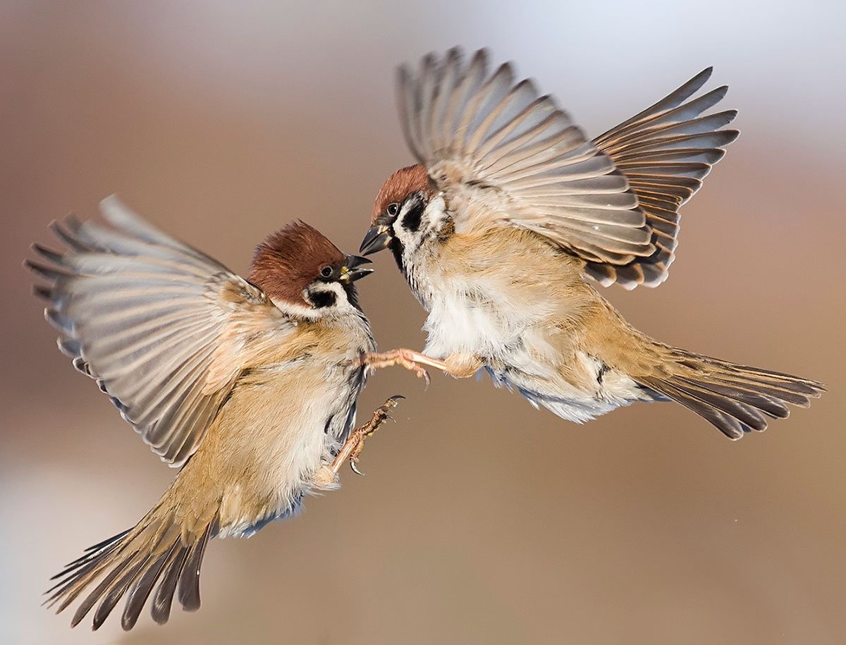 Воробей летает