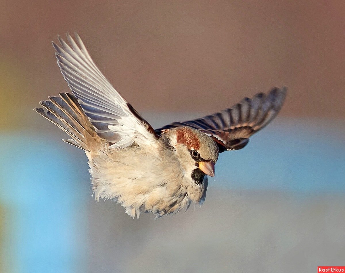 Воробей в полете на прозрачном фоне