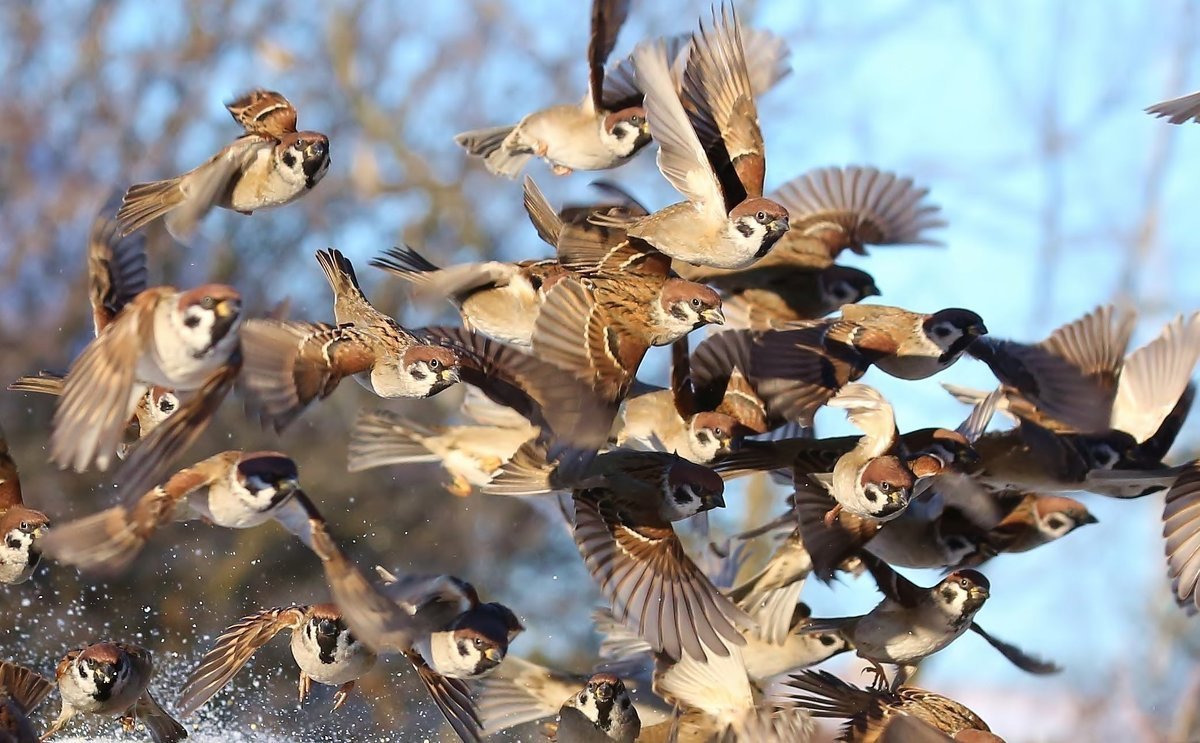 Человек птица