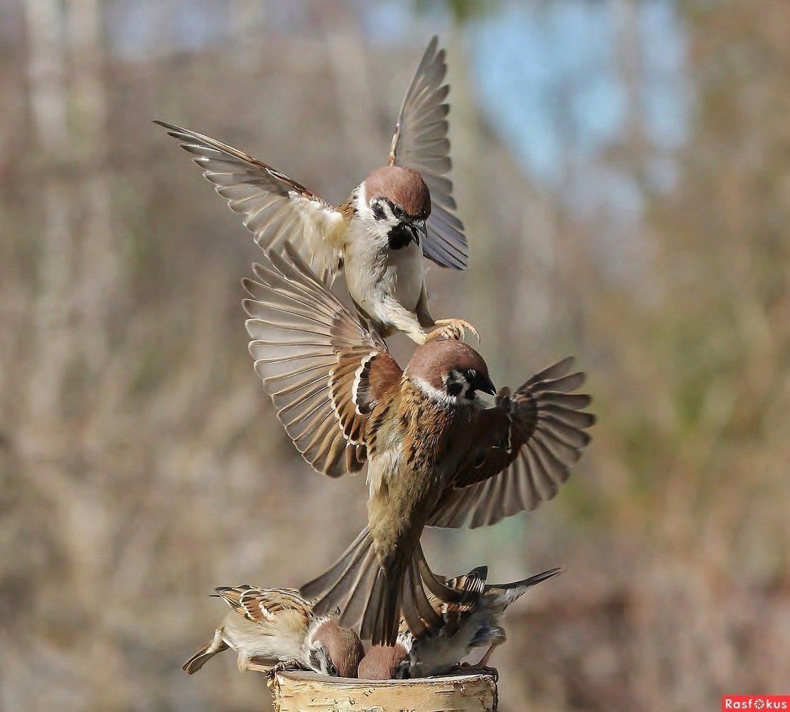 Чумчук расми