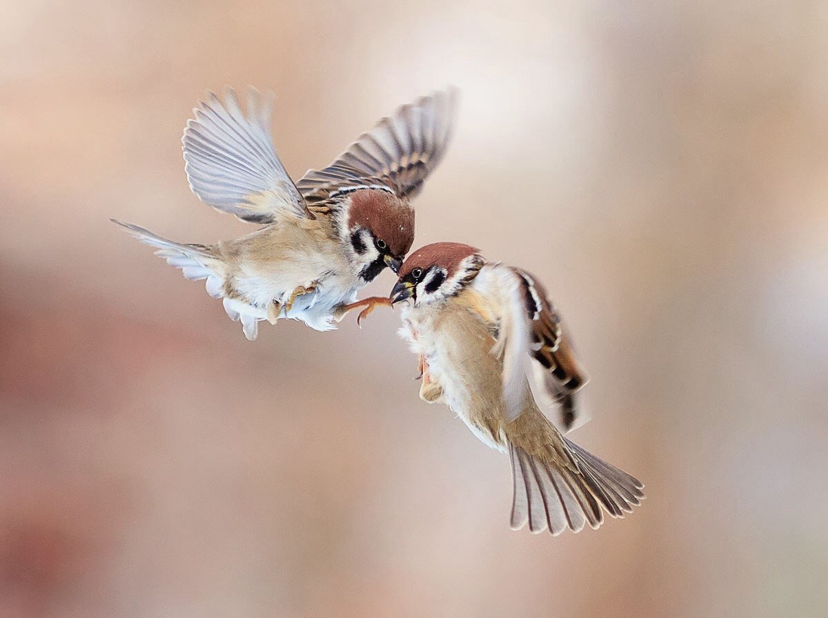 Воробушек в полете