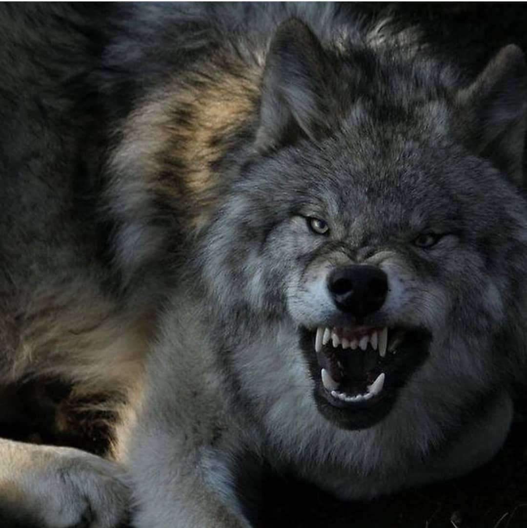 Рычание волка
