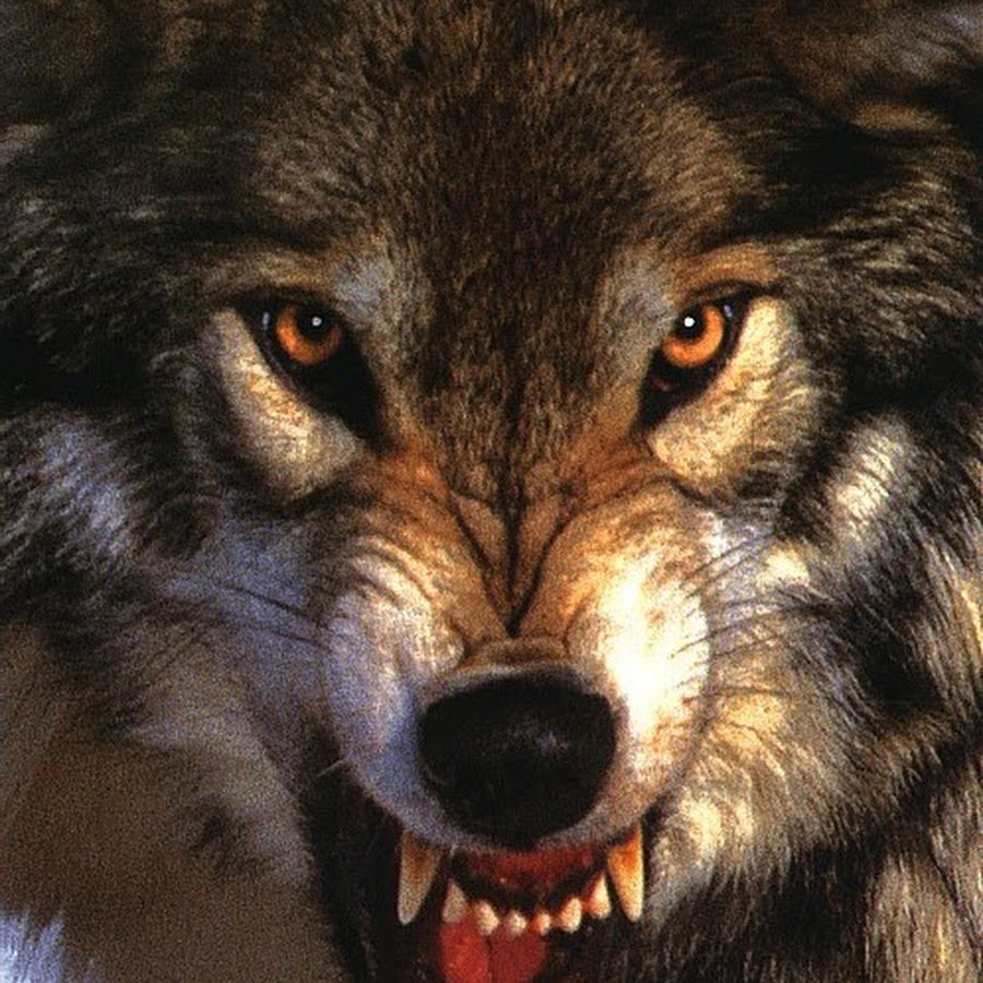 Волк скалит зубы вид сбоку